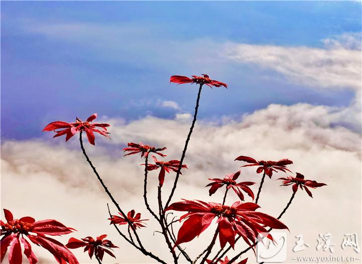 云中“花”開。 施永強(qiáng) 攝