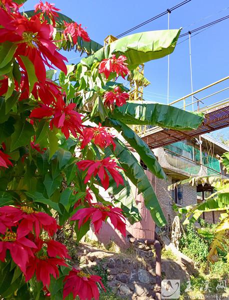 紅花綠葉村居。 施永強(qiáng) 攝