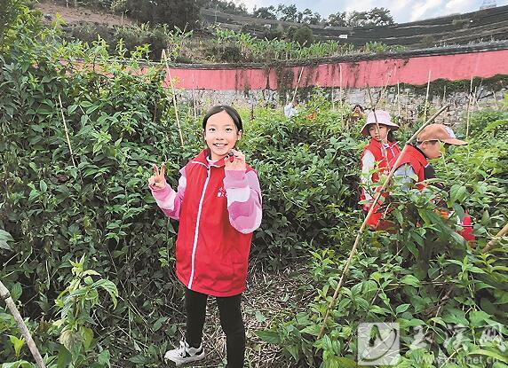 采摘紅果參。
