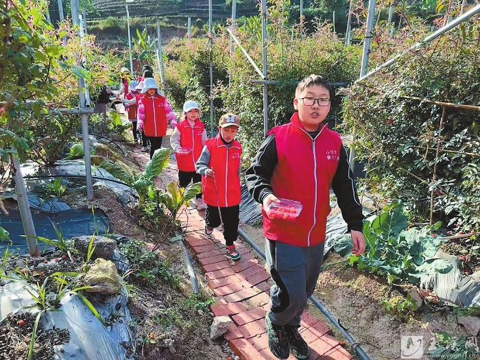 采摘奶油黃泡。
