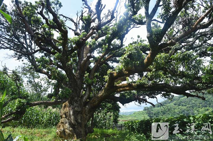 1200多年樹齡的荔枝樹高16.2米。攝于2021年9月5日。