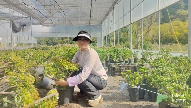 賈鵝在基地管護(hù)多肉植物1。.jpg