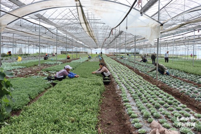 多肉種植基地為村民提供了務(wù)工機(jī)會(huì)。.JPG