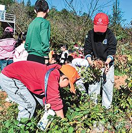 干勁十足拔花生。