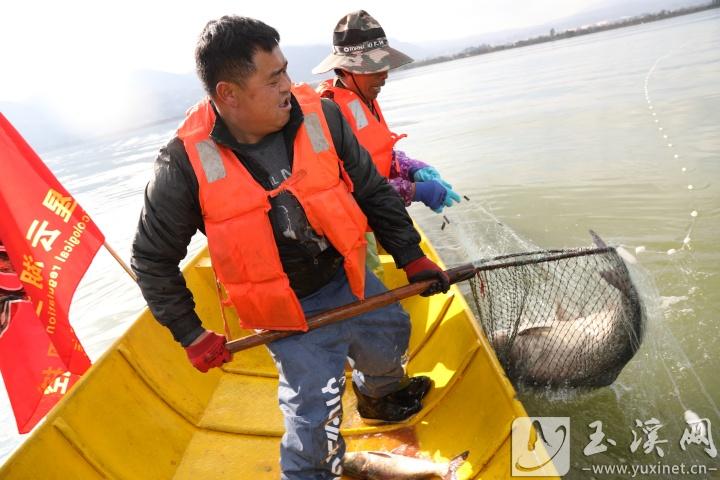 入湖捕魚。 記者 沈陽 攝