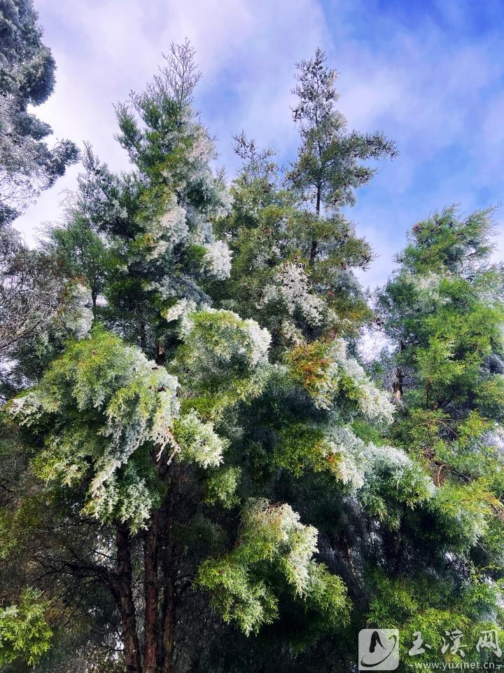 雪柏一夜白頭。 本報(bào)記者 蔣燕 攝