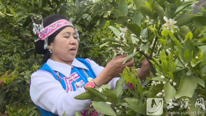 李瓊芬在橘園里勞動(dòng)時(shí)唱五山腔。