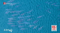 玉溪你好丨撫仙湖奇觀！青魚陣與鯉魚陣首次同框