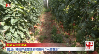 答好五問促增收｜峨山：特色產(chǎn)業(yè)激活鄉(xiāng)村振興“一池春水”